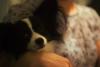 Yoshimi