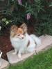 Foxy Lady