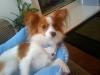 sparky