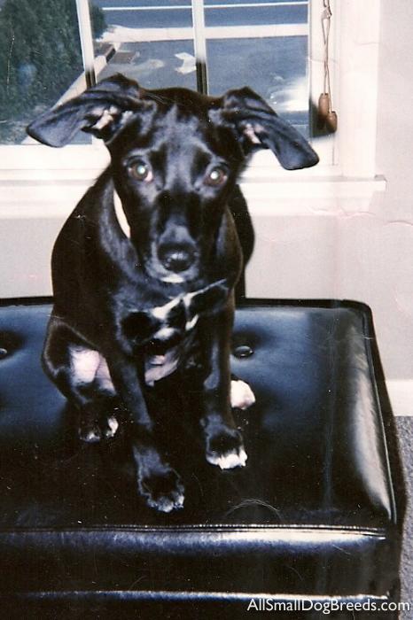 Lucy, the Patterdale Terrier