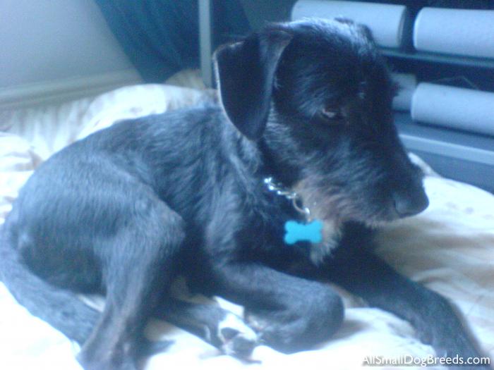 Bilko, the Patterdale Terrier