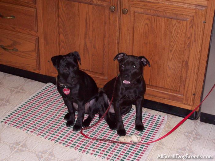 Rocket & Frankie