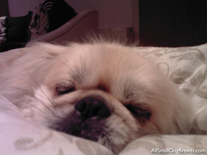 Pekingese