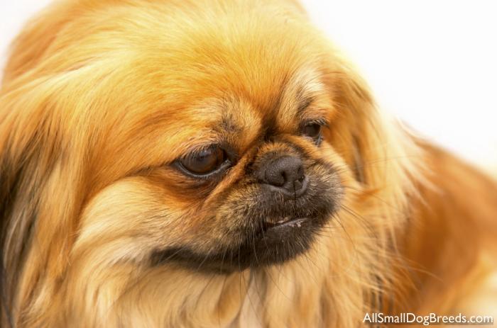 Pekingese