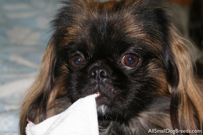 Yogi, the Pekingese