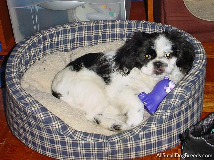 Zeus, the Pekingese