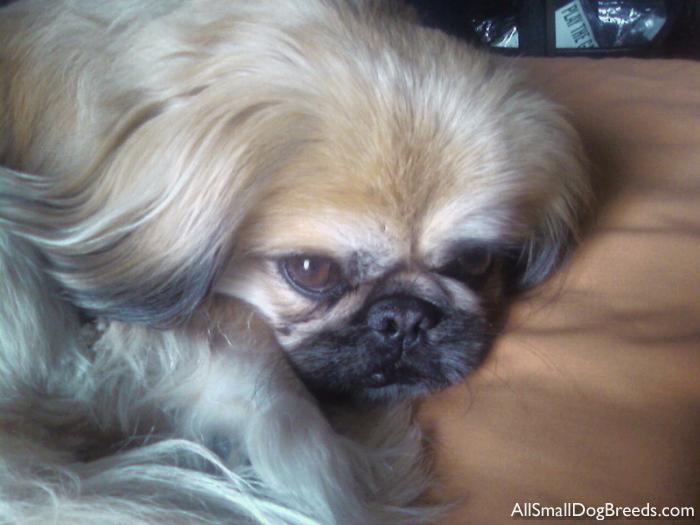 Yoda, the Pekingese
