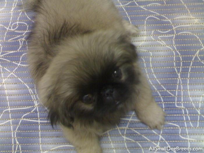 Pharaoh, the Pekingese