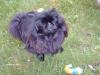 Molly-Mop