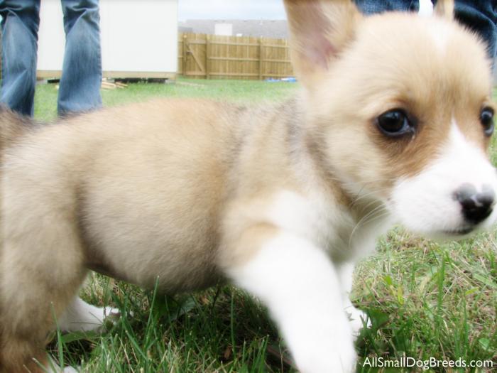 Malaika, the Pembroke Welsh Corgi