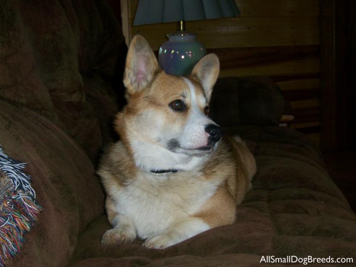 Darby, the Pembroke Welsh Corgi