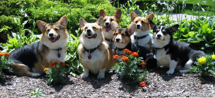 Wendt Worth Corgis