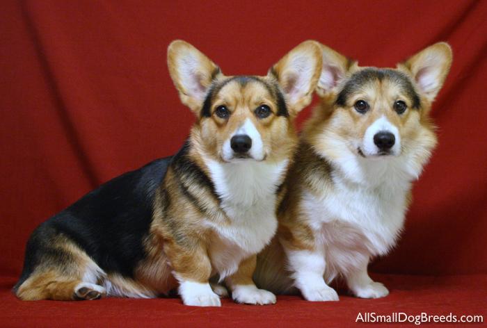 Wendt Worth Corgis