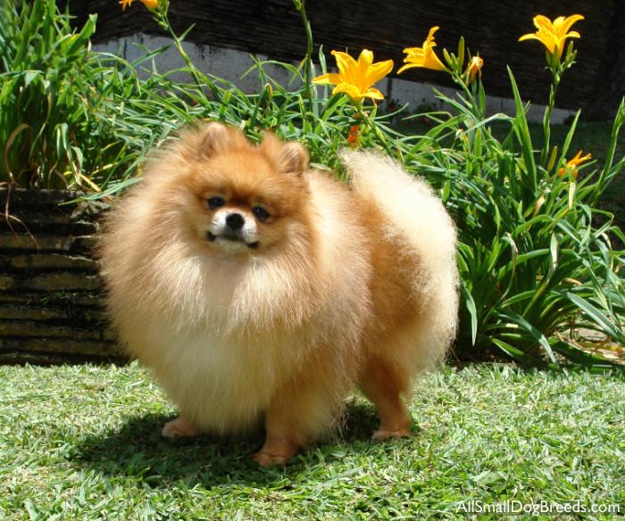 Pomeranian