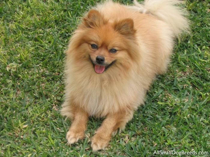 Sadie the Pomeranian