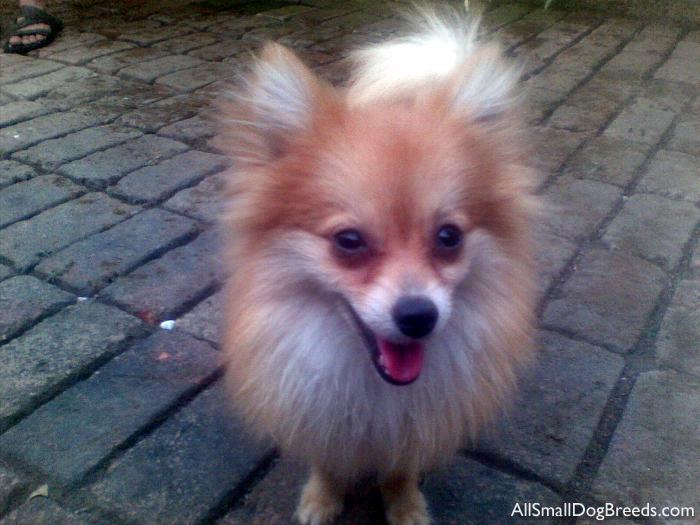 Charlie, Pomeranian