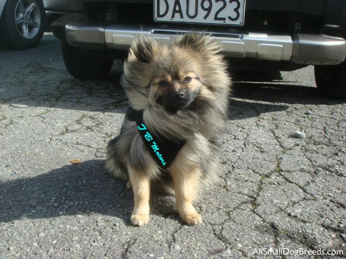 Buddy, the Pomeranian