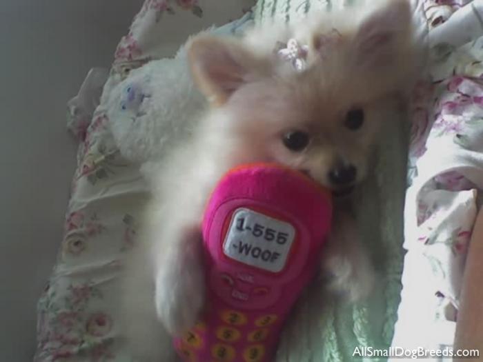 Mercedes, the Pomeranian