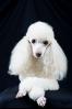 Poodle (Miniature)