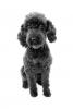 Miniature Poodle