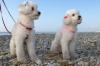 Miniature Poodle
