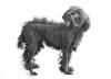 Miniature Poodle