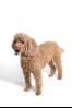 Poodle (Miniature)