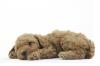 Miniature Poodle