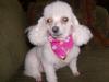 Chi Chi, the Miniature Poodle