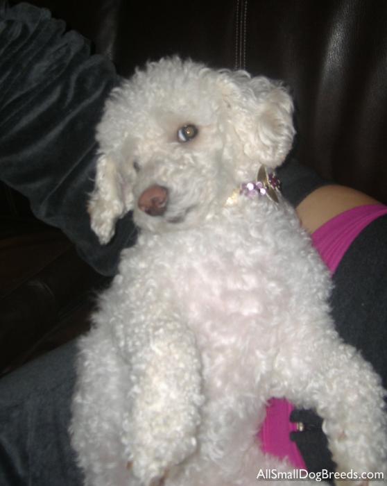 Prissy the Toy Poodle