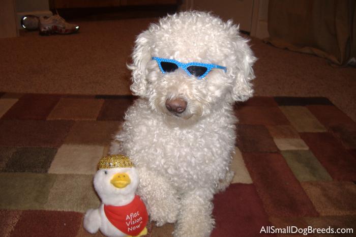 Prissy the Toy Poodle