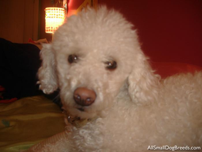 Prissy the Toy Poodle