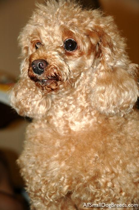 Toy Poodle