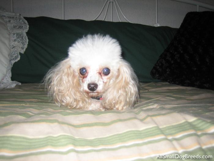 Peanut, the Toy Poodle