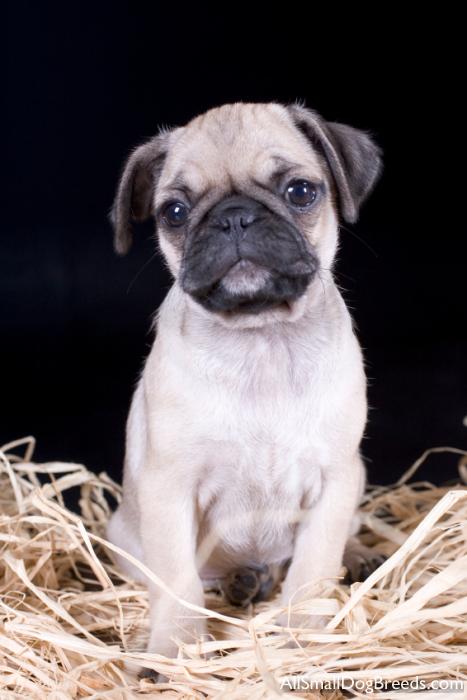 Pug