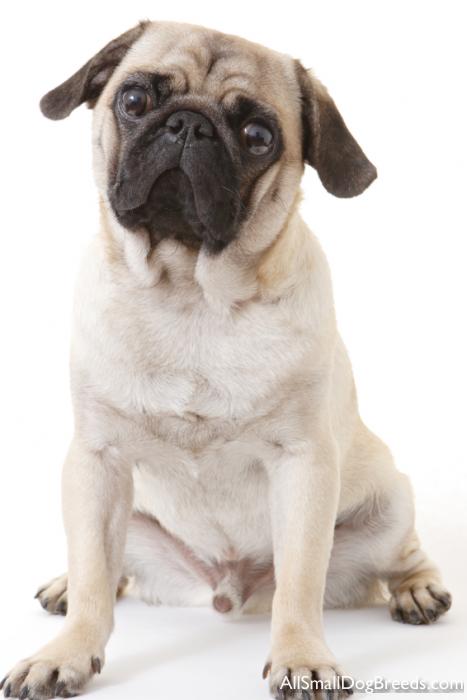 Pug