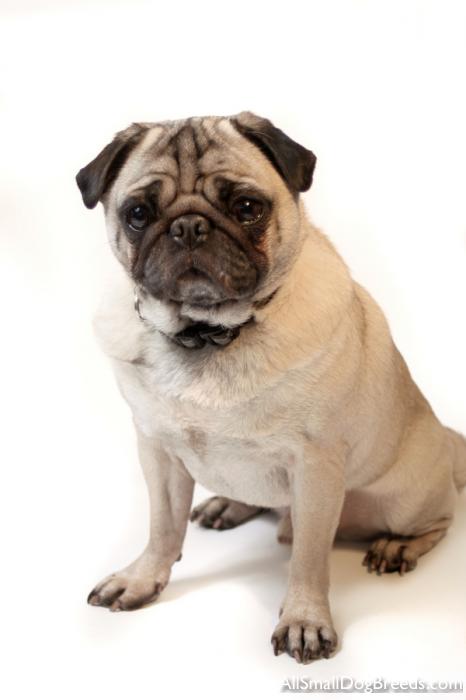 Pug