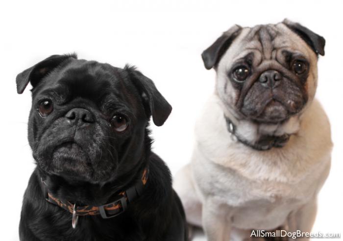 Pug