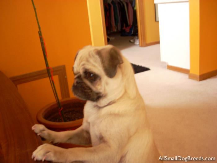 Lola, Pug