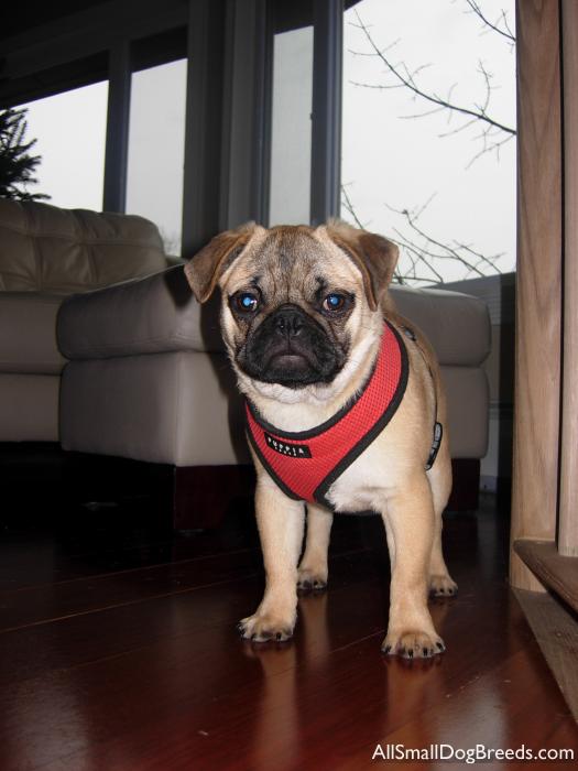 Otto, Pug