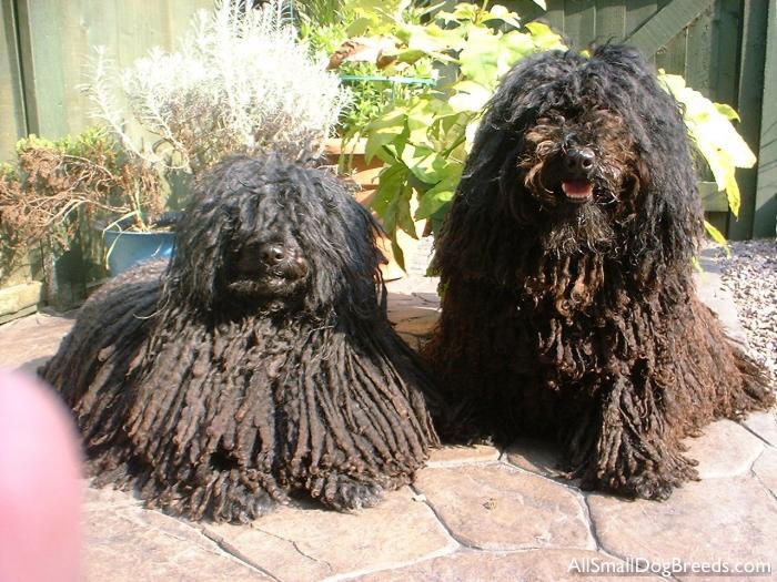 Sam and Claude