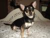 Aquiles