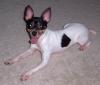 Mazie