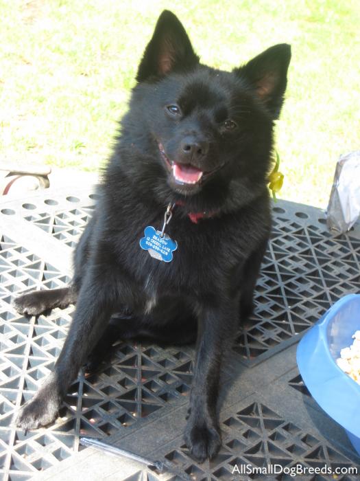 Shadow, the Schipperke