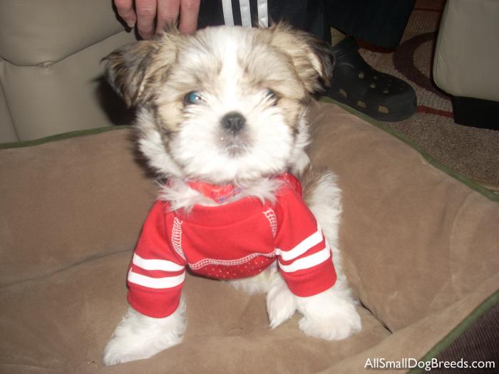 Mugzee, the Shih Tzu