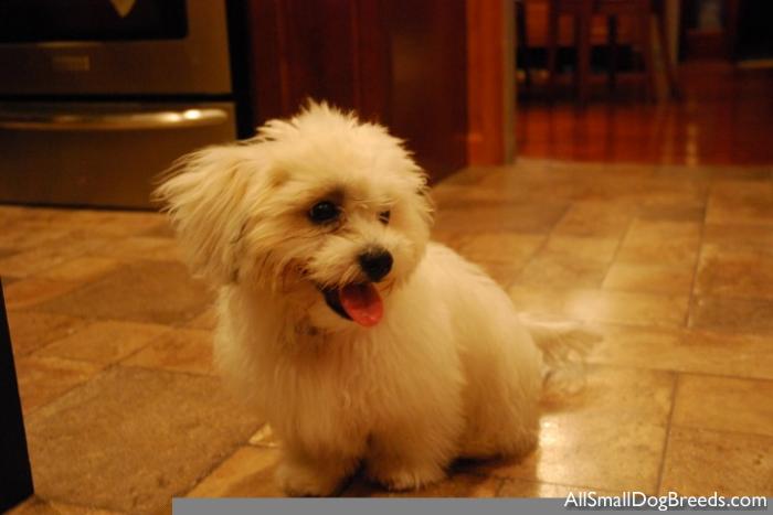 Teddy