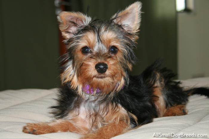 Dolce, the Silky Terrier