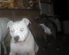 Archie in front (white) Annie in back (brindle Madison to left of Archie out of frame