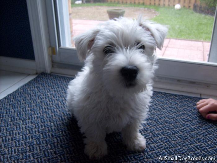Hunter, the West Highland White Terrier