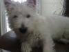 Tilly